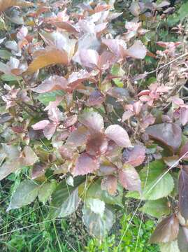 Image de Acalypha wilkesiana Müll. Arg.