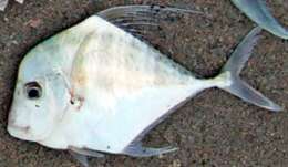 Image of Indian threadfish