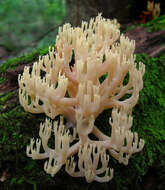 Image of Artomyces pyxidatus (Pers.) Jülich 1982