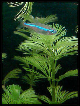 Image of Neon tetra