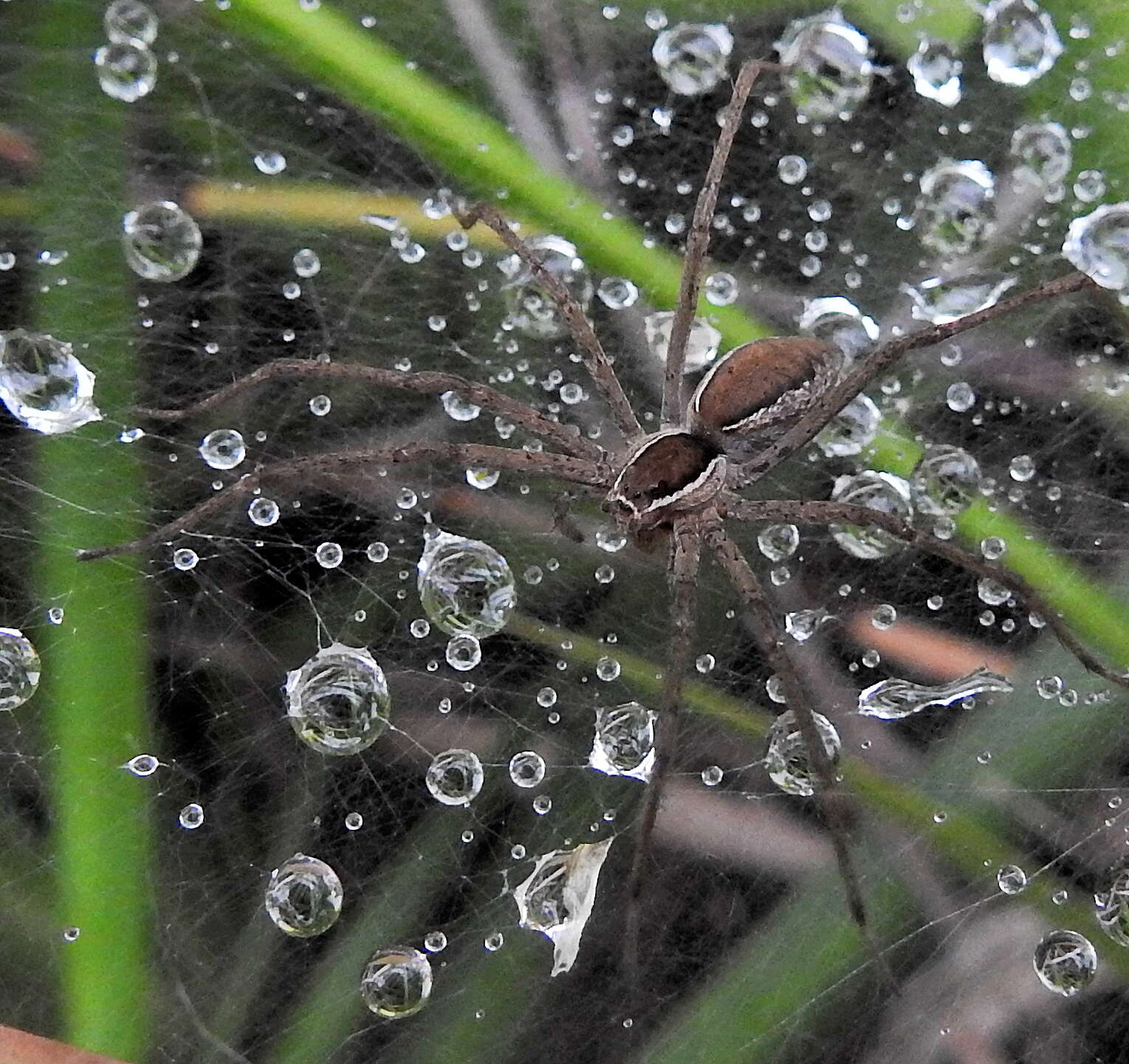 Слика од Euprosthenopsis pulchella (Pocock 1902)