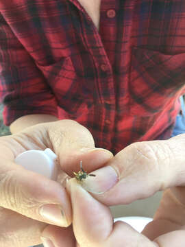 Image of Orange-legged furrow bee