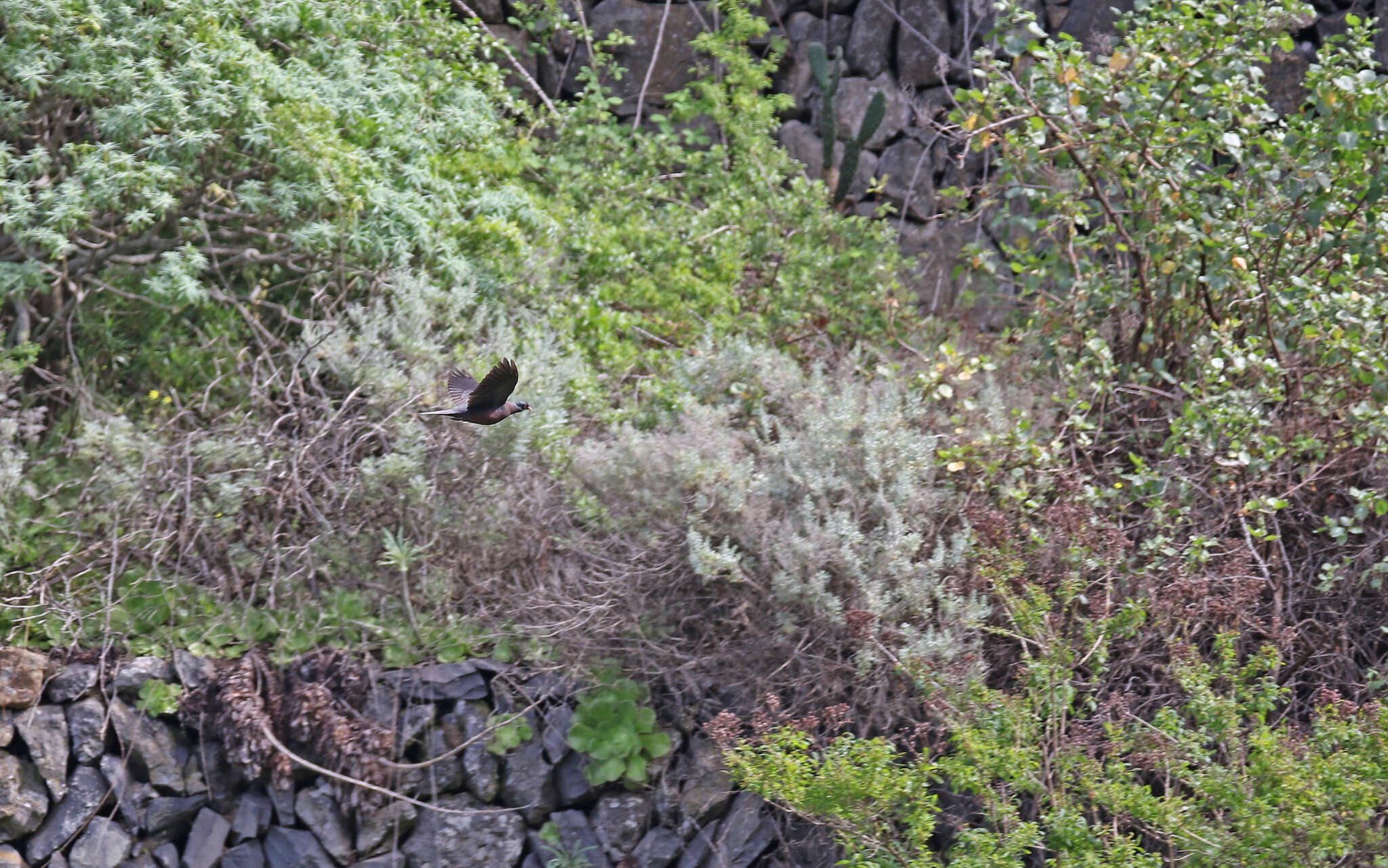 Image de Pigeon des lauriers