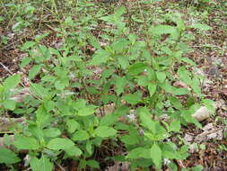 Plancia ëd Barleria prionitis L.