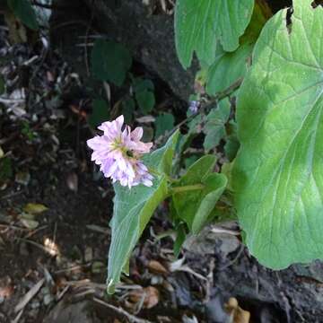 Image of Francoa appendiculata A. Juss.