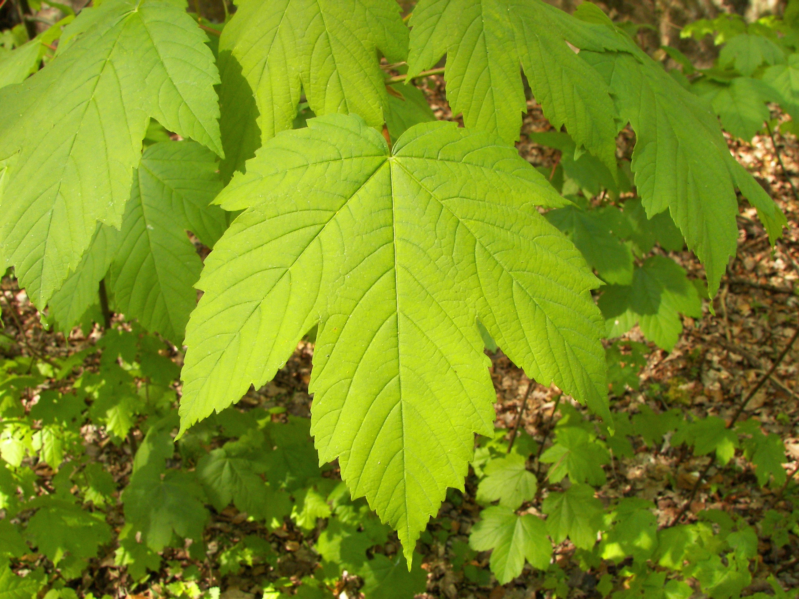 sycamore-maple-media-encyclopedia-of-life