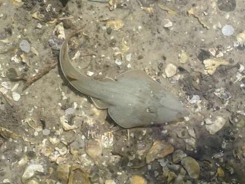 Image of Common Shovelnose Ray