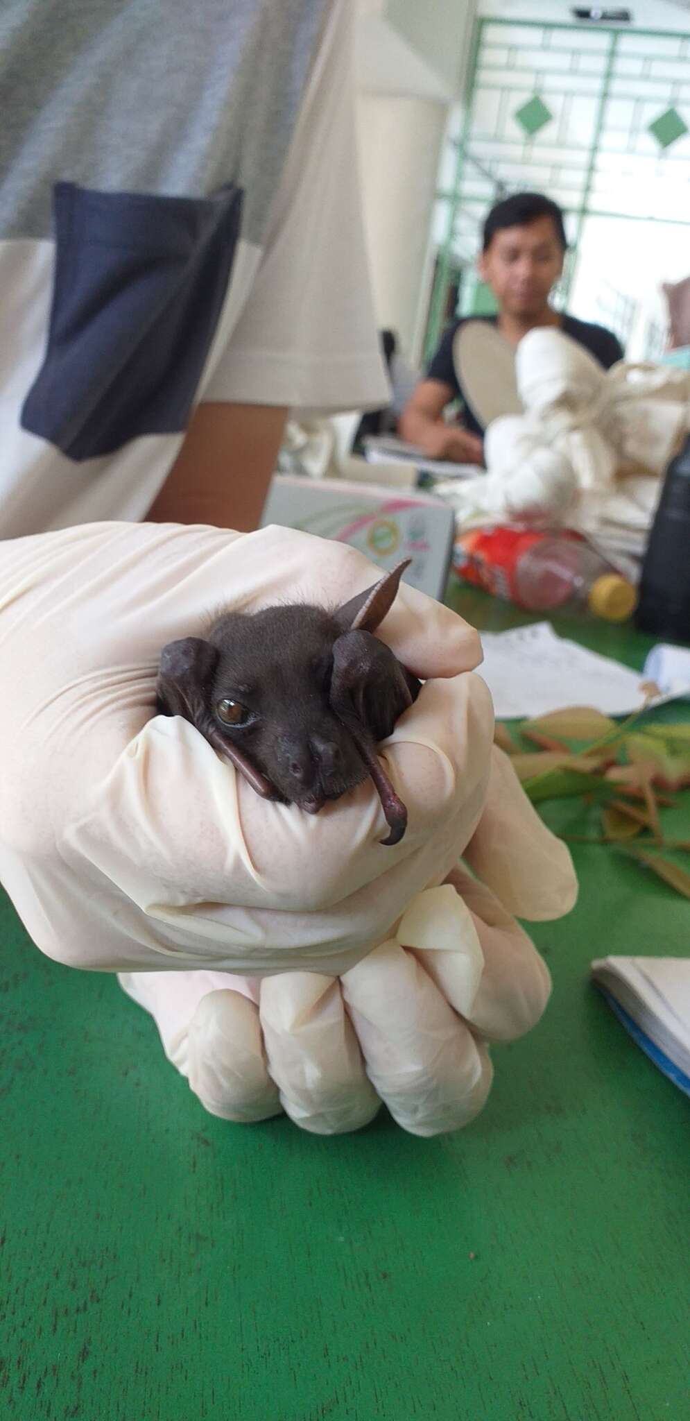 Image of Indonesian Short-nosed Fruit Bat