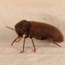 Image of Furniture beetle