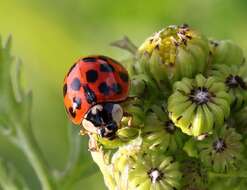 Image of Harmonia axyridis (Pallas 1773)