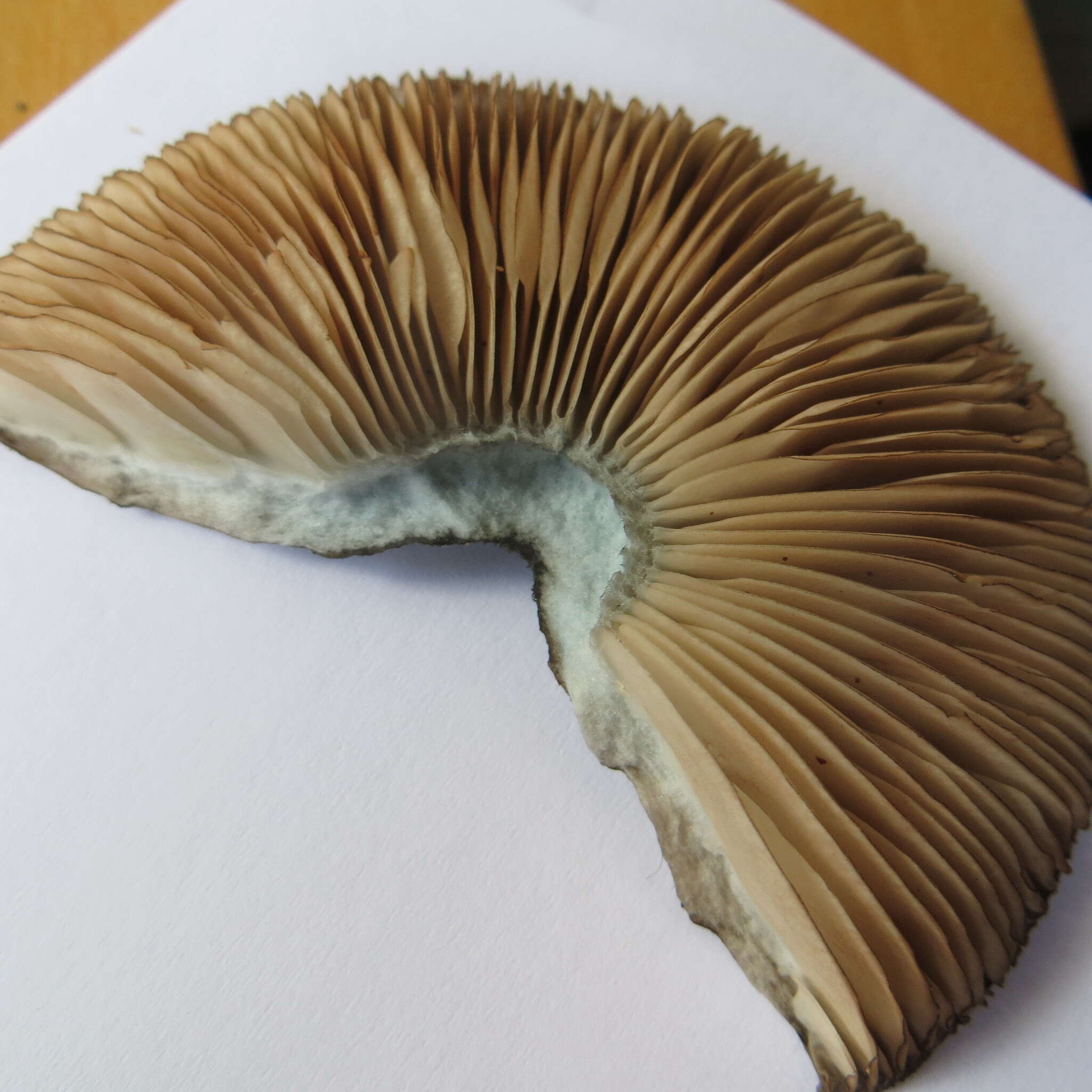 Image of Pluteus velutinornatus G. Stev. 1962