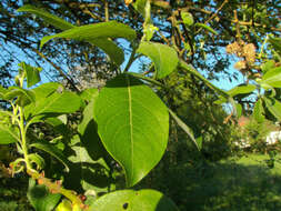 Image of goat willow