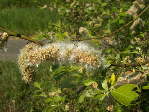 Image of goat willow