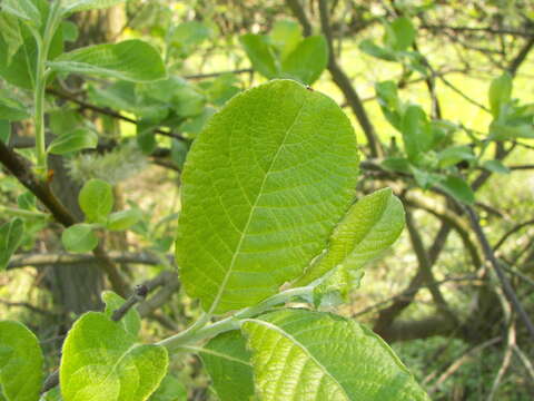 Image of goat willow