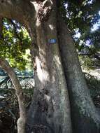 Image of Forest natal mahogany