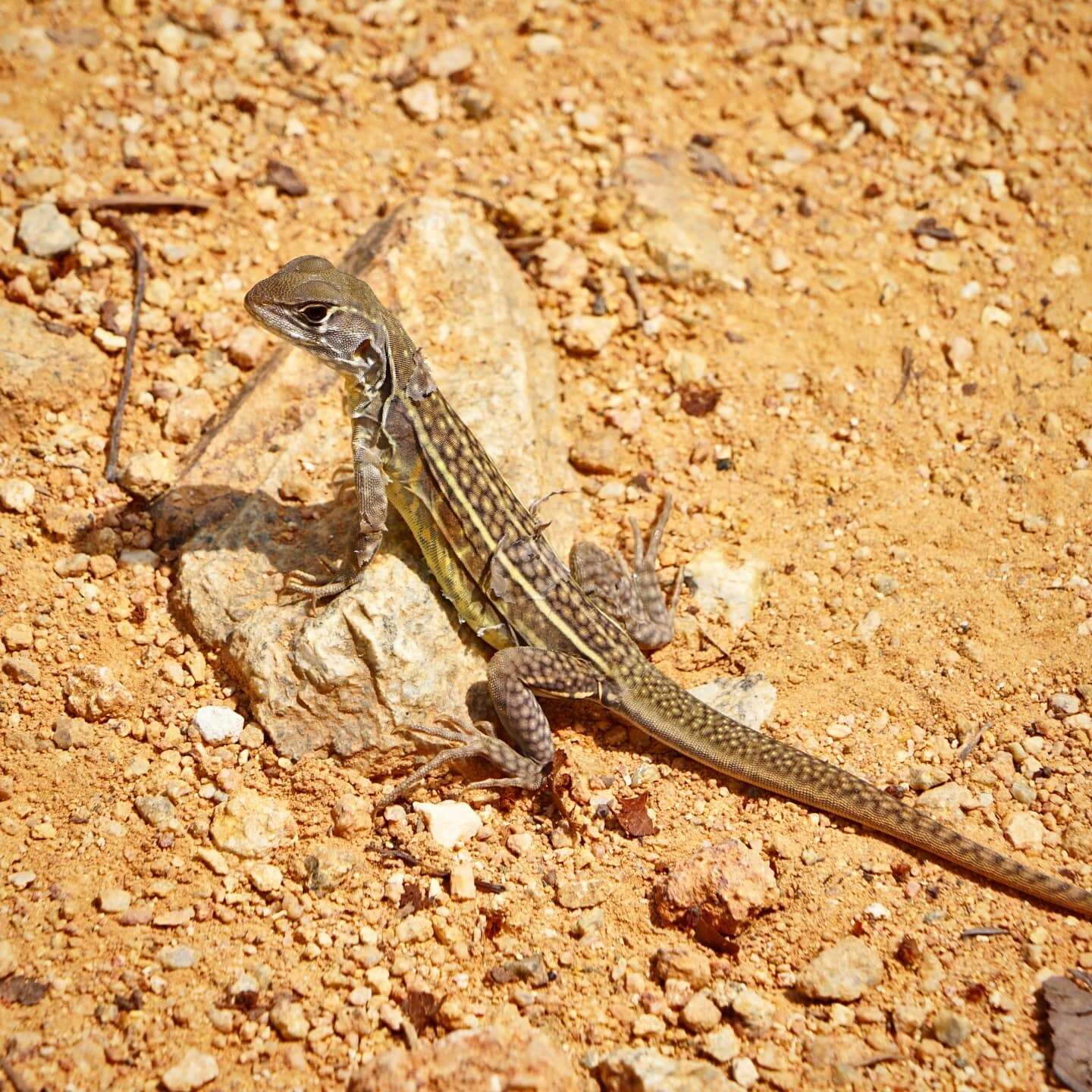 Image of Malayan Butterfly Lizard