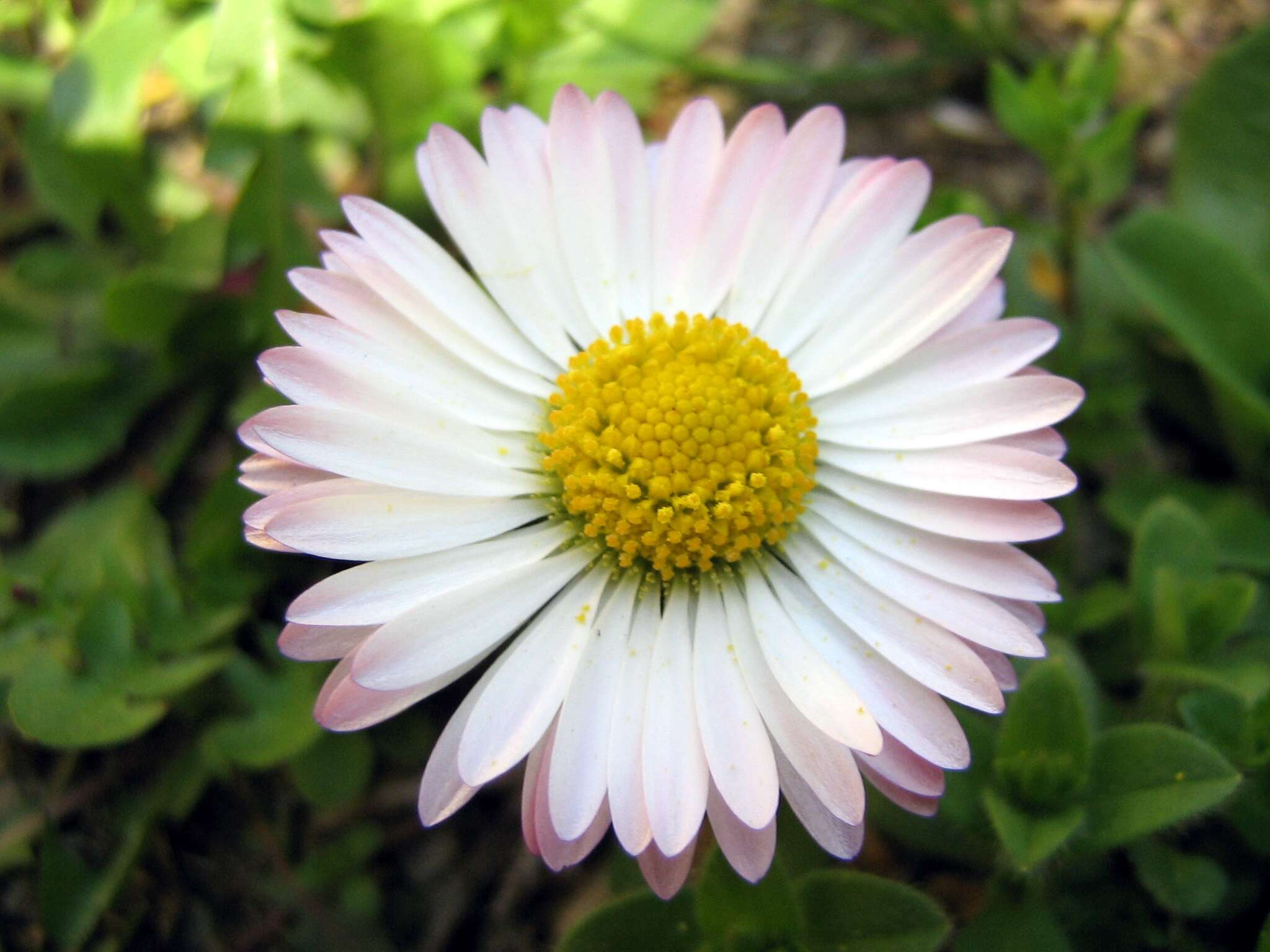 Image of Daisy