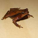 Rhinella castaneotica (Caldwell 1991) resmi