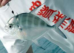 Image of Bumpnose trevally