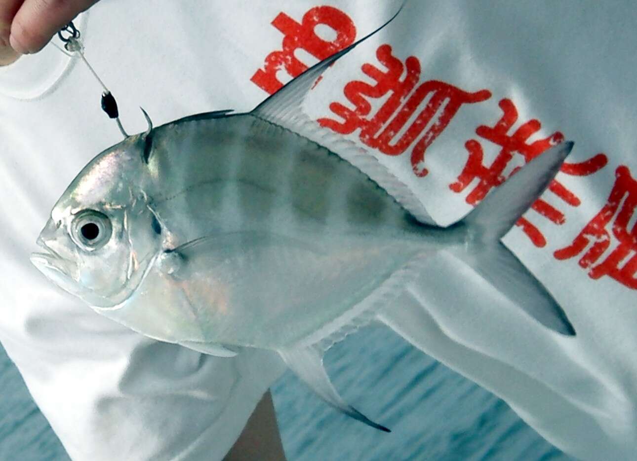 Image of Bumpnose trevally