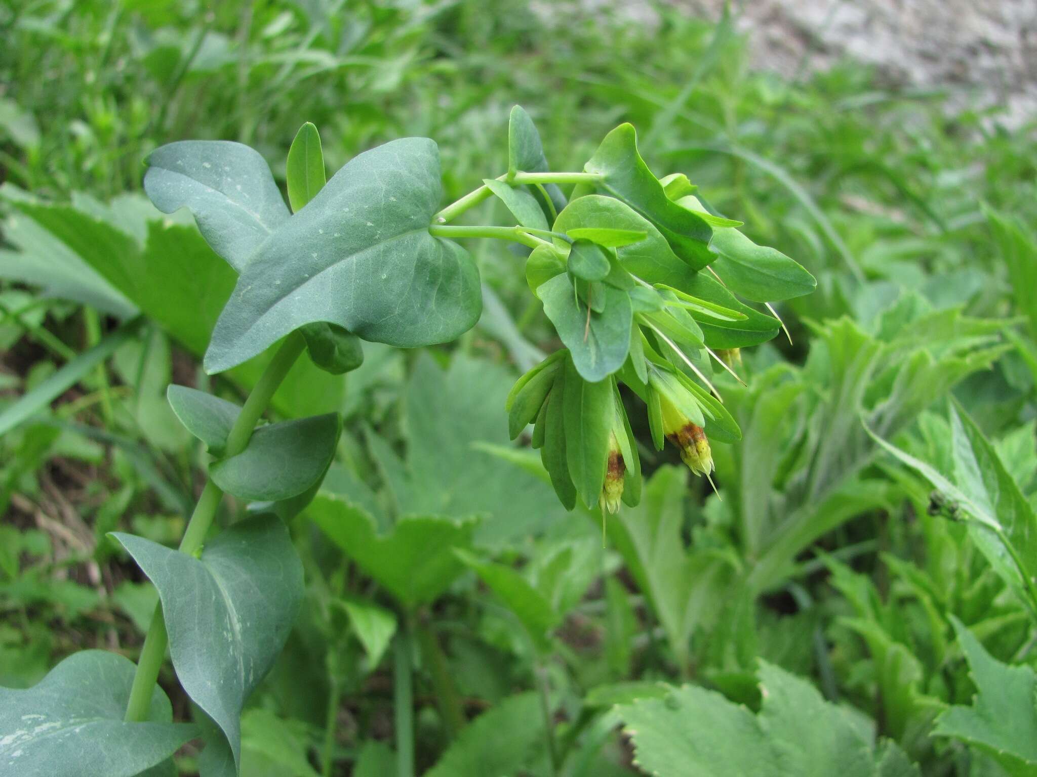 Image of Cerinthe glabra subsp. caucasica E. Hadac ex A. I. Galushko