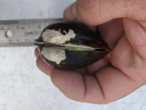 Image of Higgins' Eye Pearly Mussel