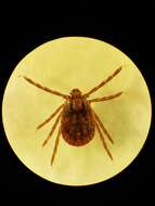 Image of Bush tick