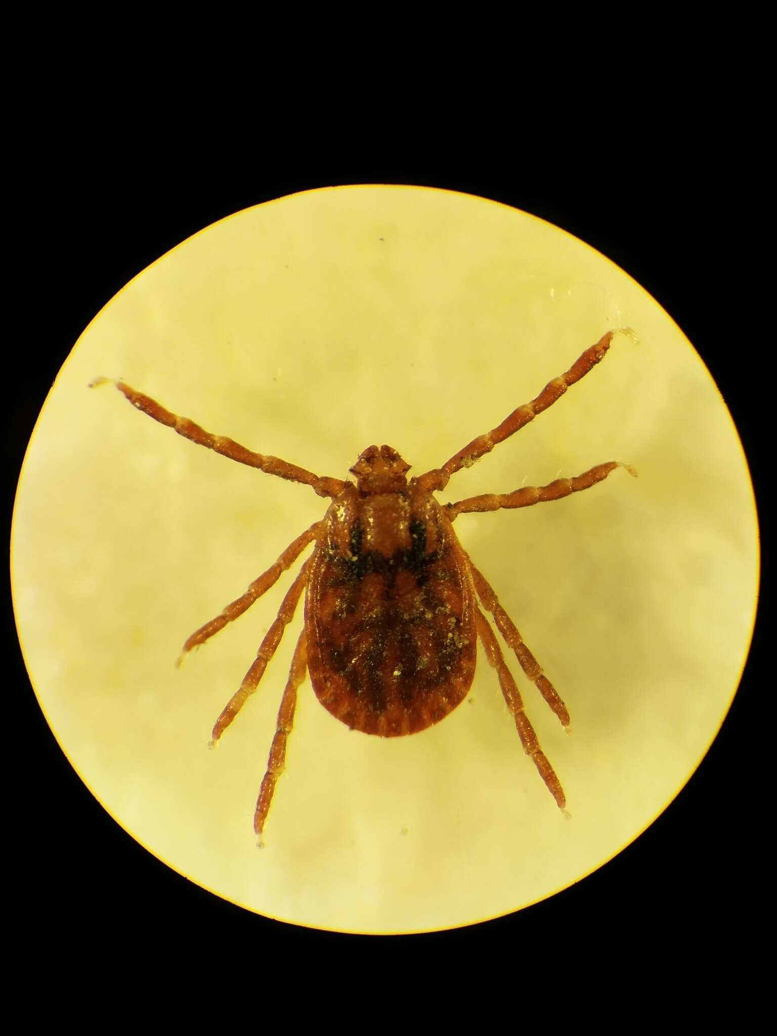 Image of Bush tick