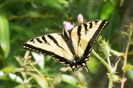 صورة Papilio rutulus Lucas 1852