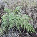 Image de Pteridium arachnoideum subsp. arachnoideum