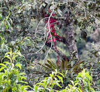 Image of Tillandsia superba Mez & Sodiro