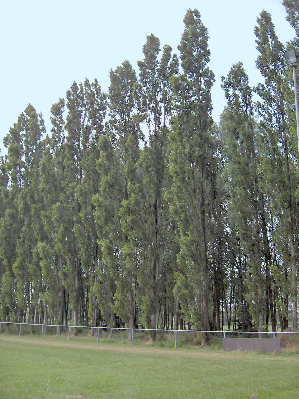 Image of Black Poplar