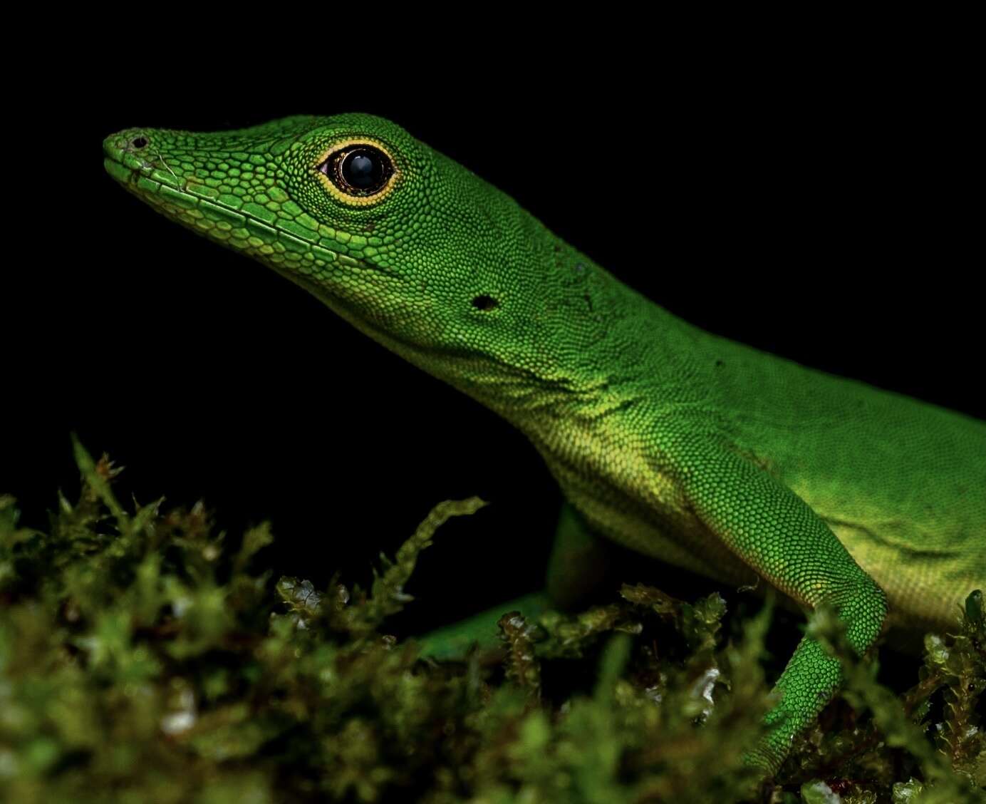 Image of Boulenger's Green Anole