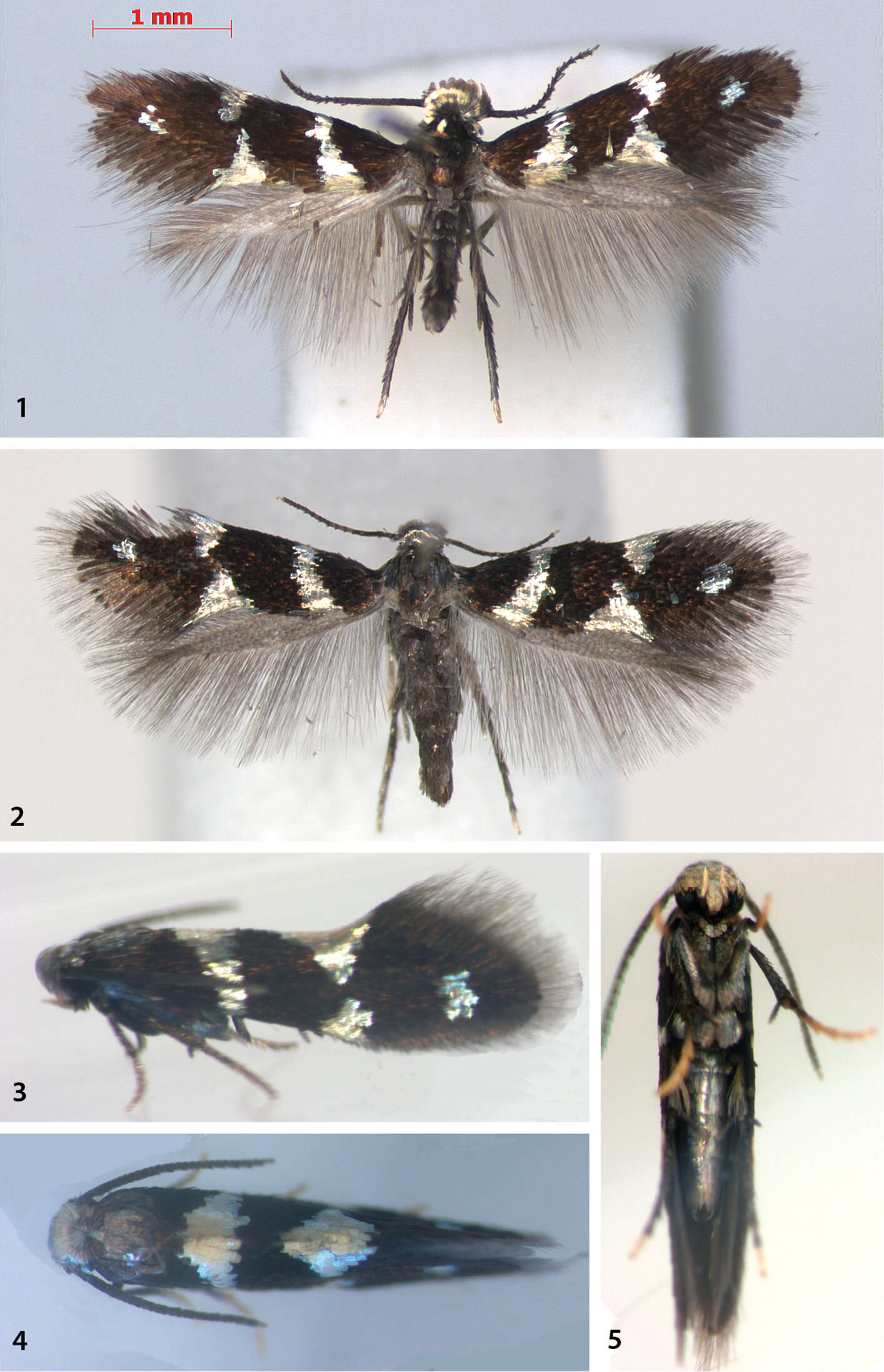 Image de Antispila oinophylla