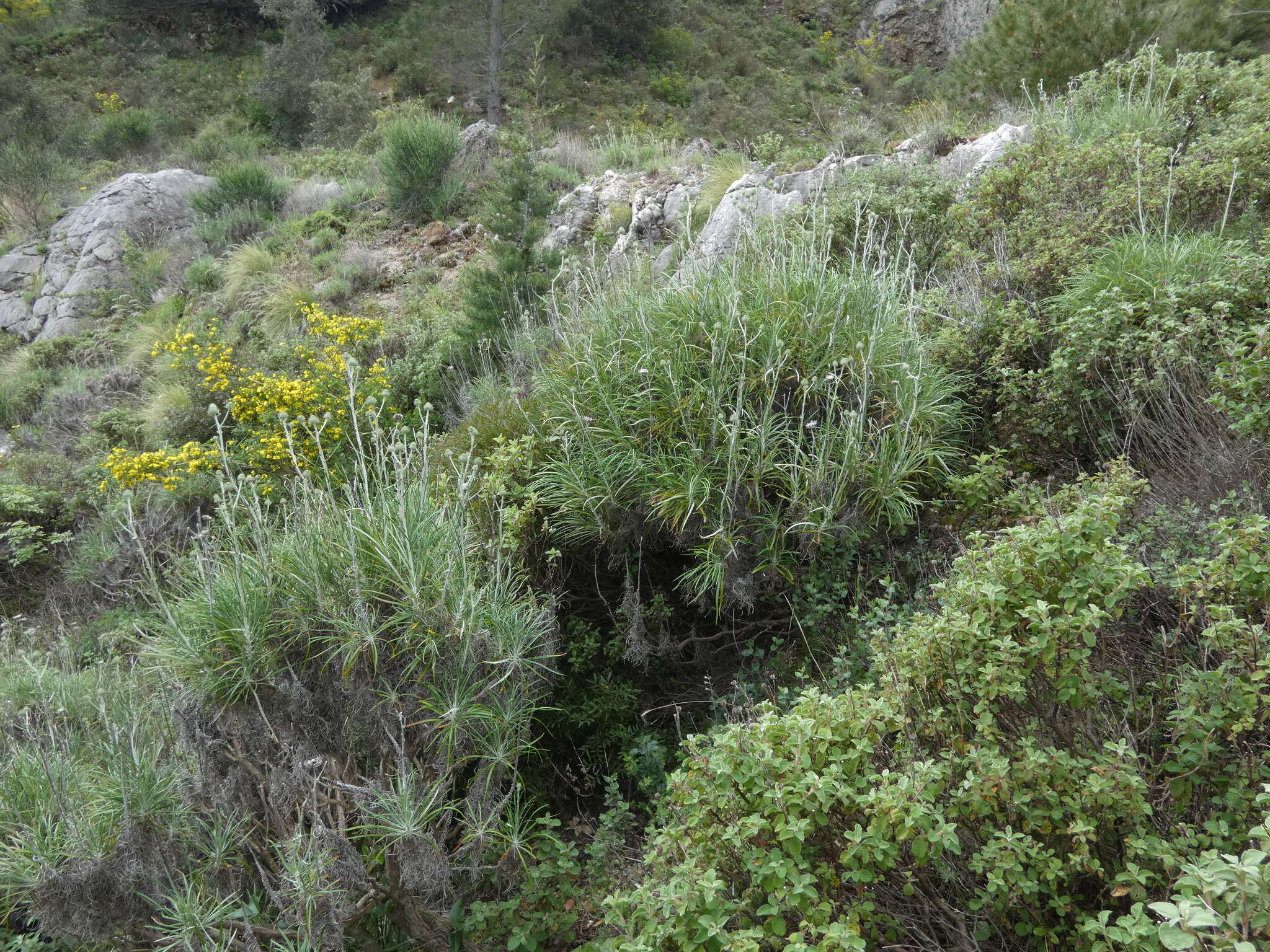 Image de Ptilostemon gnaphaloides (Cyr.) Soják