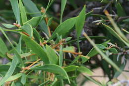 Image of Hakea oleifolia (Sm.) R. Br.