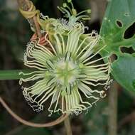 صورة Passiflora auriculata Kunth