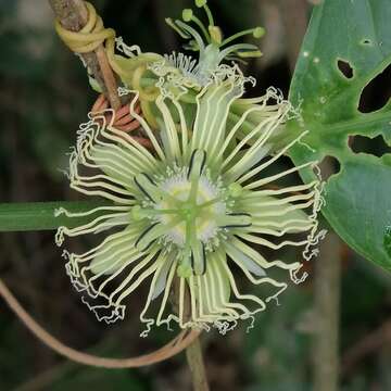 Passiflora auriculata Kunth的圖片