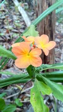 Image of Crossandra longispica Benoist