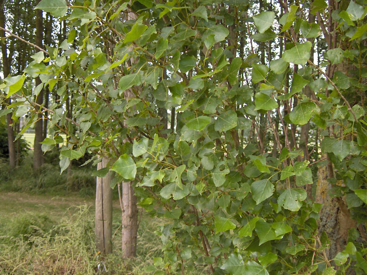 Image of Carolina poplar