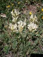 Слика од Oxytropis campestris (L.) DC.