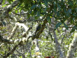 Image of Long-tailed Silky-flycatcher