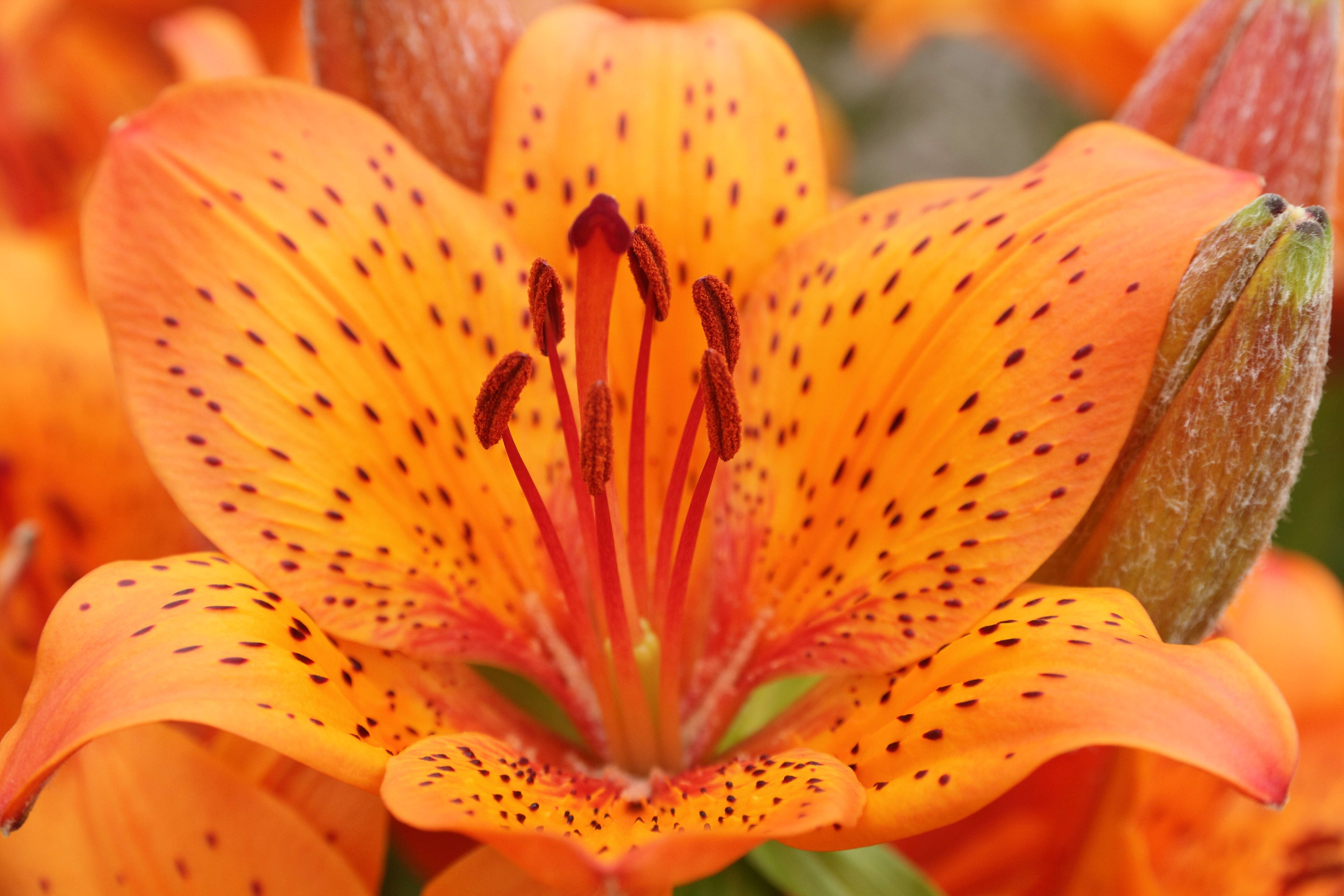 Image of orange lily