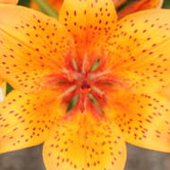 Image of orange lily