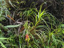 صورة Guzmania pearcei (Baker) L. B. Sm.