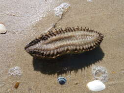 Image of Sea mouse