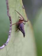 Image of Eriovixia gryffindori Ahmed, Khalap & Sumukha 2016