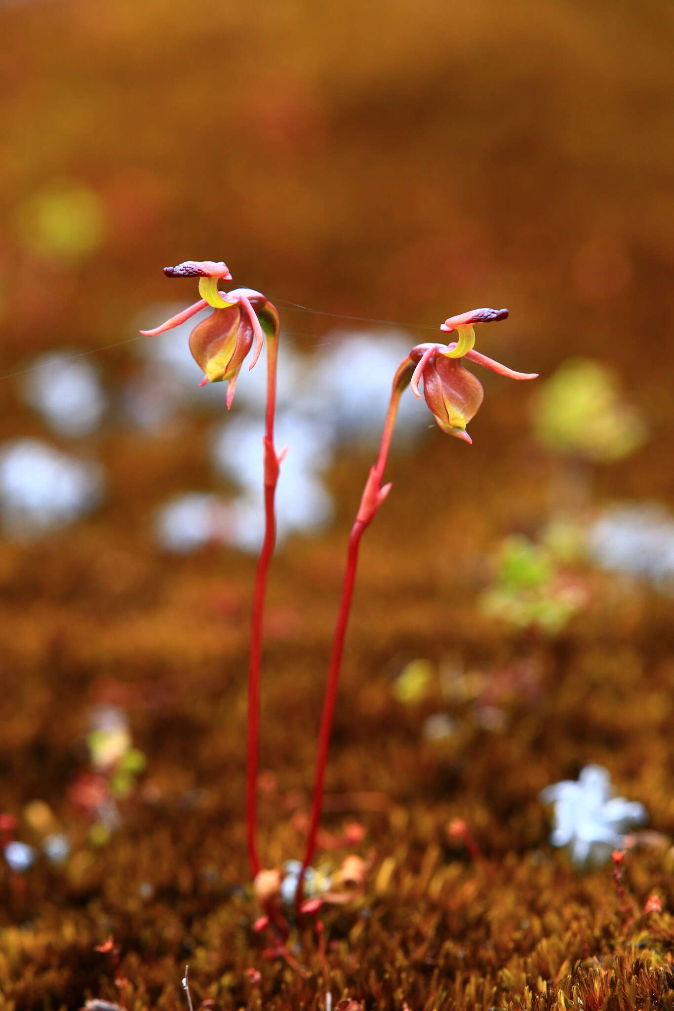 Image of Slender-leafed duck orchid