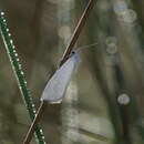 Image of Tipanaea patulella Walker 1863