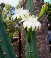 Image of Cereus kroenleinii N. P. Taylor